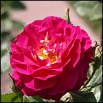DSCN0049.JPG